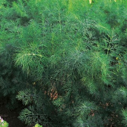 Picture of Herb Dill Vierling (Anethum Graveolens)